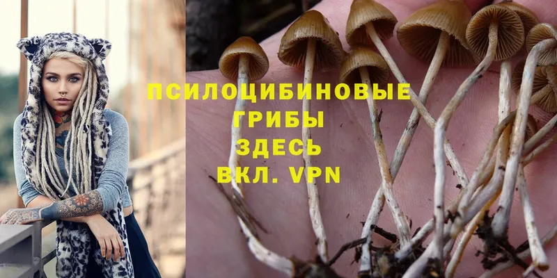 Галлюциногенные грибы Psilocybe  Ногинск 